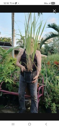 Huge Lemom Grass Clump in 3 gallon pot