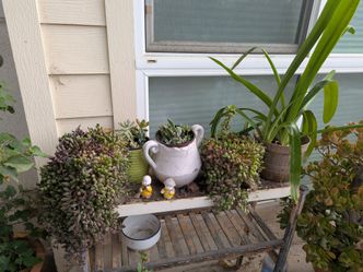 outdoor plants 50 for all