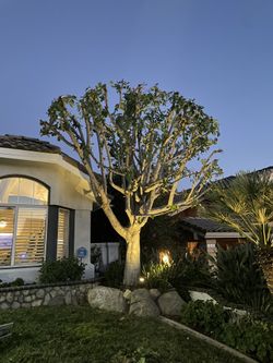 Trees