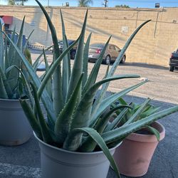 Aloe Vera/ Sabila Plants