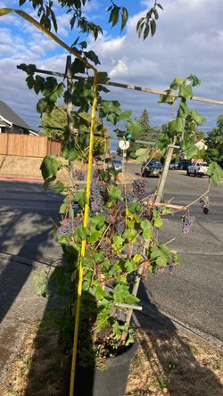 Merlot grapes
