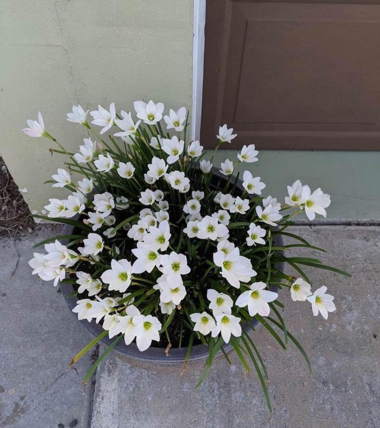 Rain Lily Bulbs, Zephyranthes over 20+ Live Bulbs