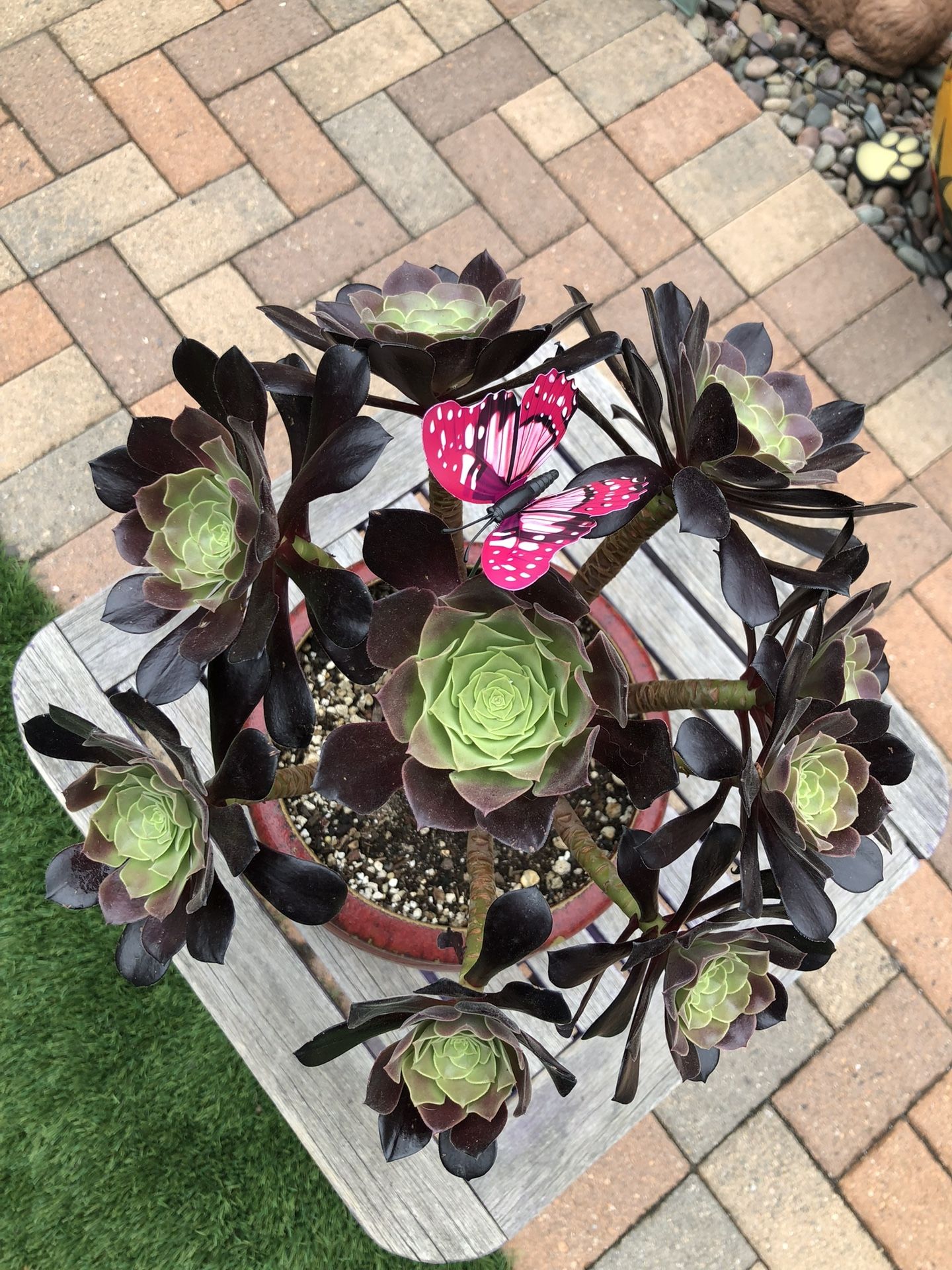 AEONIUM Succulent Plant In A Red Ceramic Pot "Think Mother’s Day"