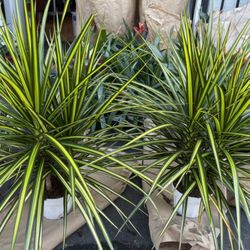Cay Thang Tai Dragon Dracaena Indoor Plants 