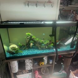 75 Gallon Aquarium 
