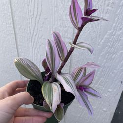 4in Pot Tradescantia Nanouk Plant