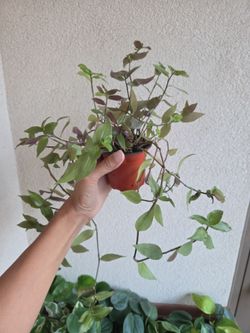 Plant