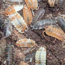 Isopods Porceiiio Scaber KOI