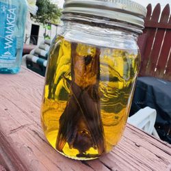 Real Preserved Bat – Wet Specimen in Mason Jar