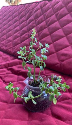 3 succulents in glass pitcher
