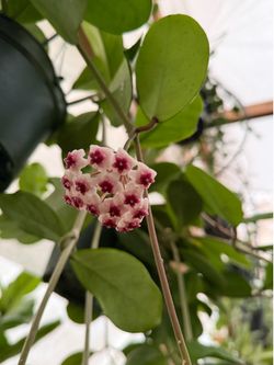 Hoya obovata