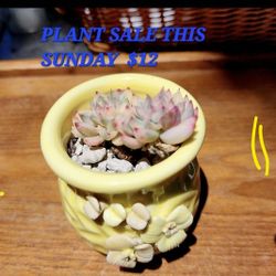 PLANT AND SUCCULENT SALE ON SUNDAY $ 3 TO $15