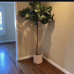 Ikea Fejka Fiddle Leaf Tree Artificial 