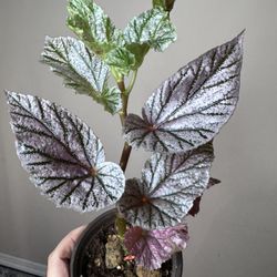 Begonia Harmony’s Royal Majesty Live Plant 