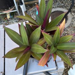 Purple Hearth On a Gallon Pot