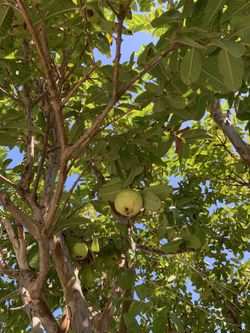 Guava Big