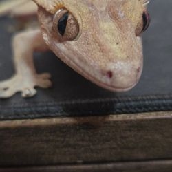 Crested Gecko