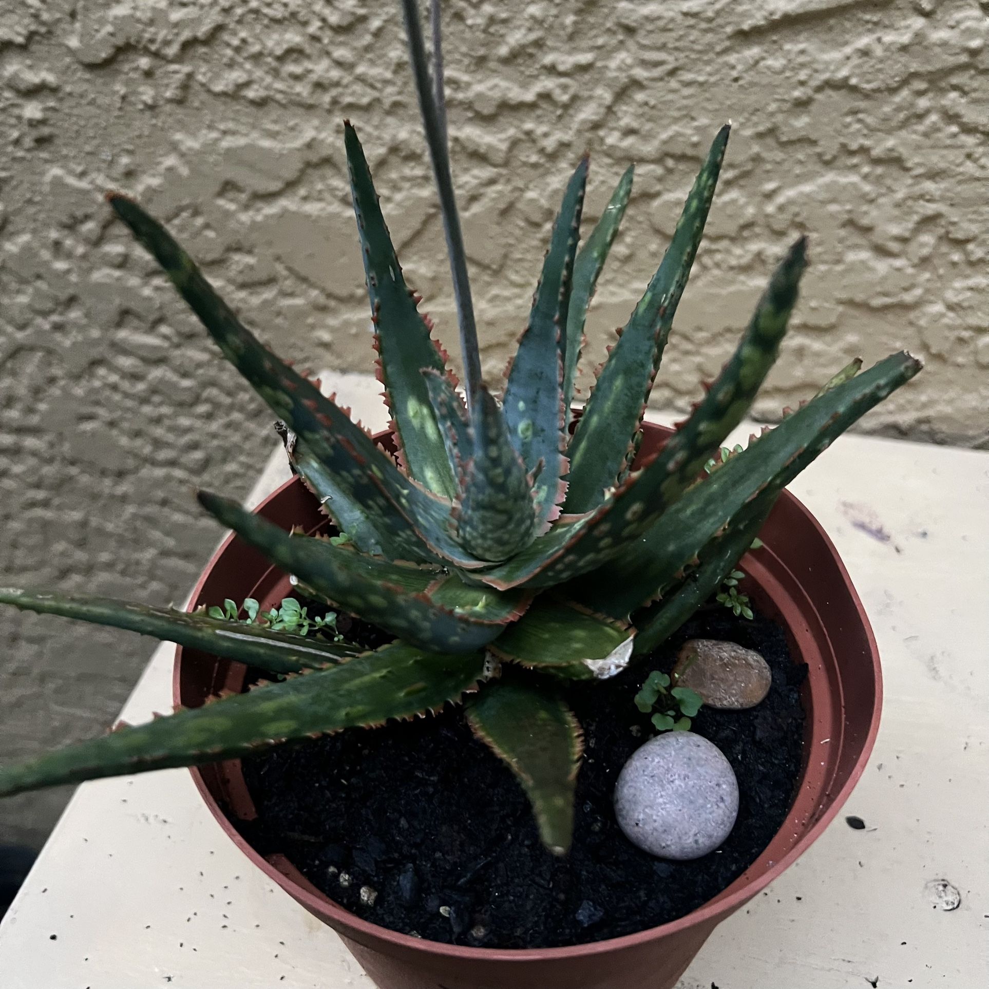 Succulent Plant 🪴