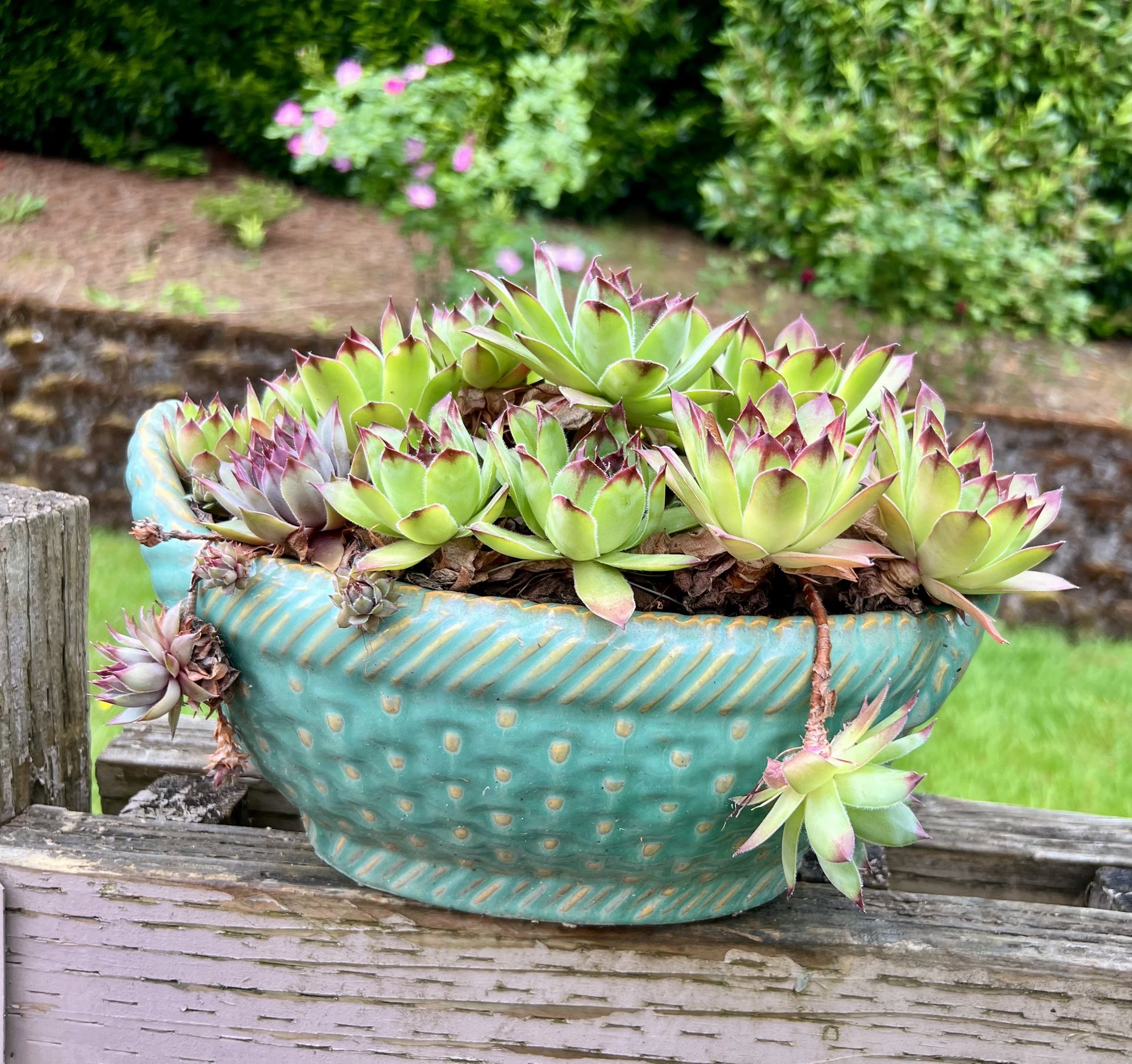 Succulents Plant 🪴 