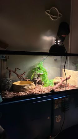 40 gallon tank