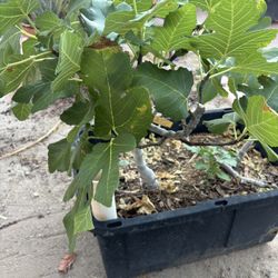 2 Old Fig Trees In A Big Pot Fruit Fig Plants Shade Tree