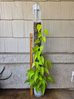 Neon Pothos Plant on Moss Pole