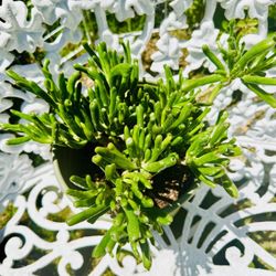 Jade Succulent Plant - Very Easy To Grow And Requires Minimal Water