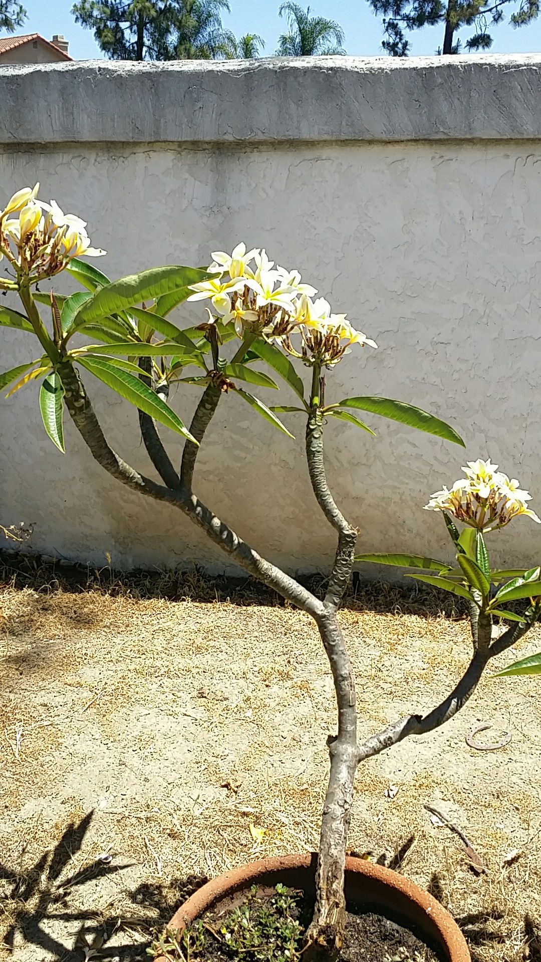 Plumeria