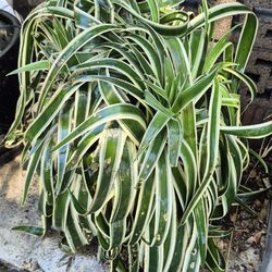 Variagated Managave Dwarf Plant