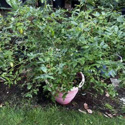 Blueberry Plants