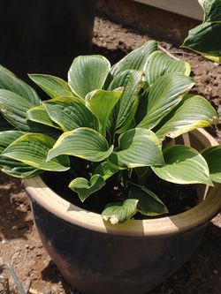 Hosta queen josephine