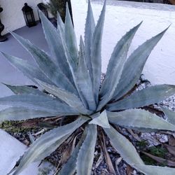 Blue Agave Large 