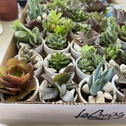Succulent Plants 2” Pots