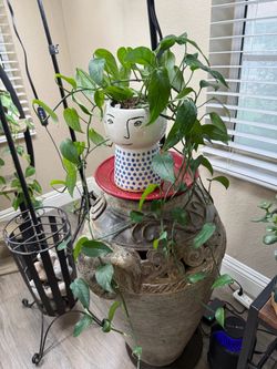 Live Baltic Blue Pothos with Ceramic New Girl Face Pot (Please read full description)