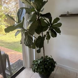 Moving sale: Live Indoor Fiddle Leaf Fig with underplanting