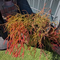 Potted Fire Stick Plants 