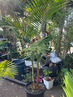King Palm tree