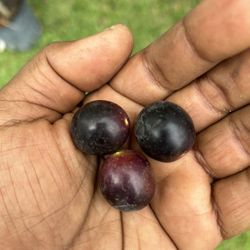 Muscadine Grape Plants 