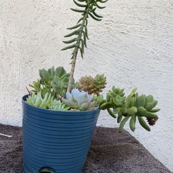 Succulents In A Blue Pot.