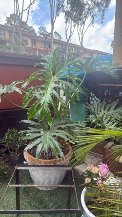 Beautiful plant