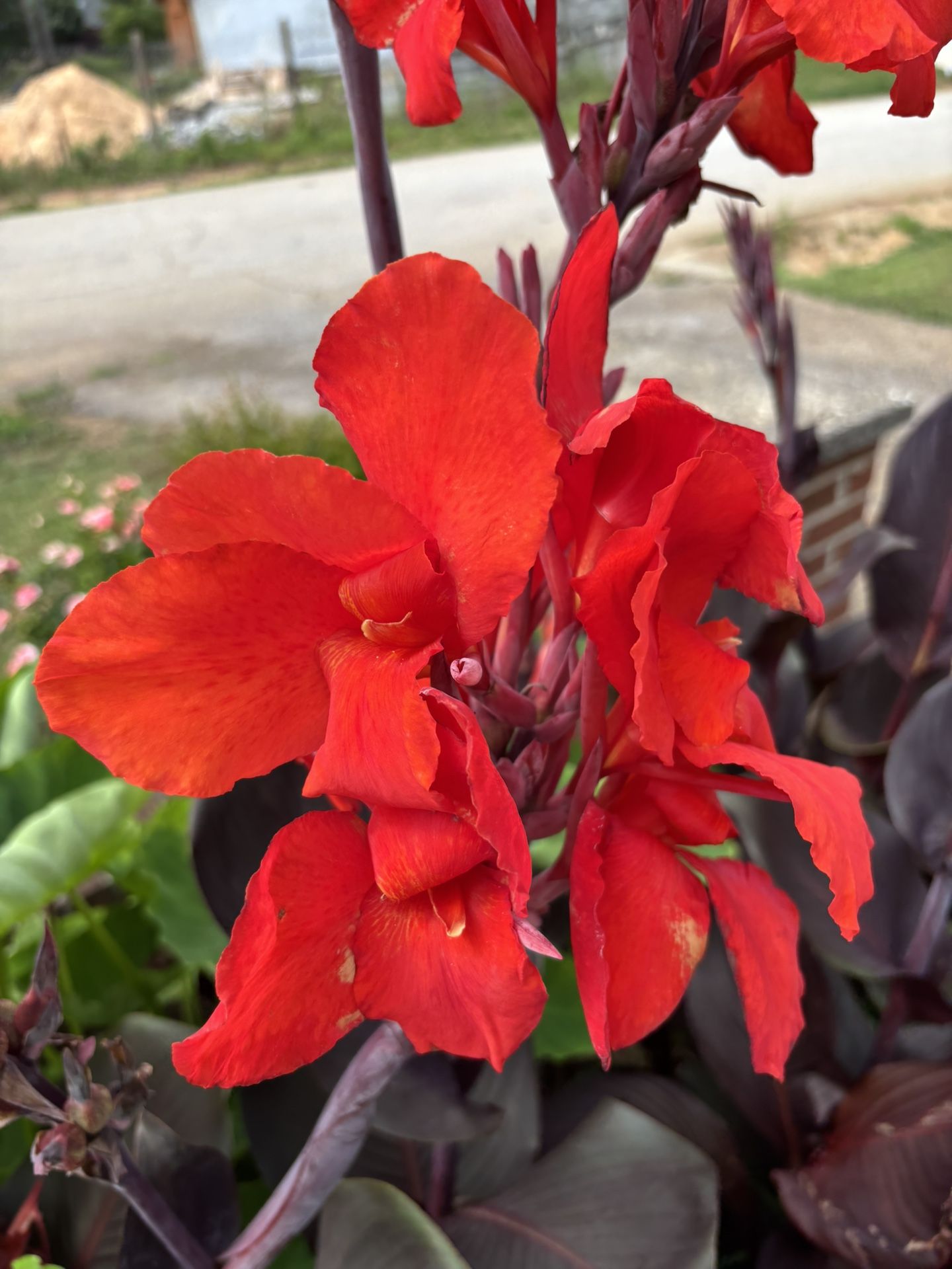 Black Night Canna Lilies Perennial Homegrown Plants