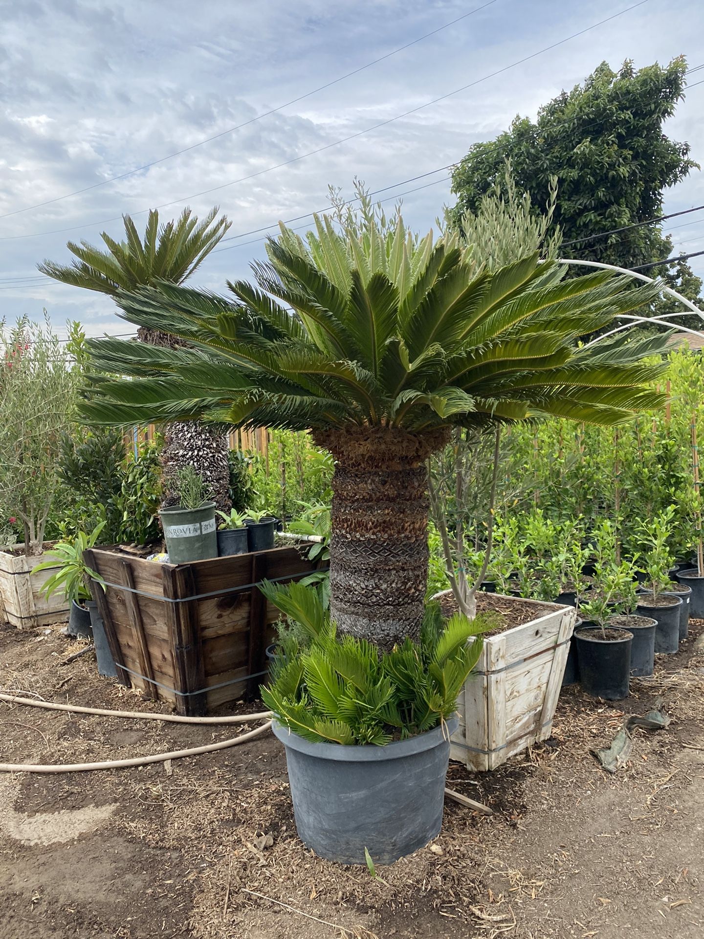 Sago Palm Tree for Sale in City Of Industry, CA OfferUp