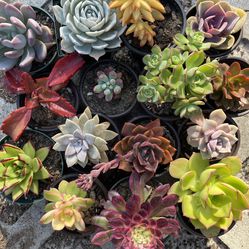Many Succulents Available 