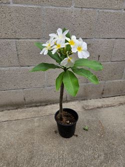 Plumeria Plant