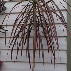 Dracaena Plant