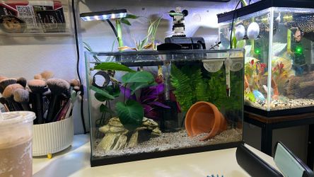 5.5 gallon fish tank 