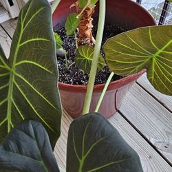 Elephant Ears Plant