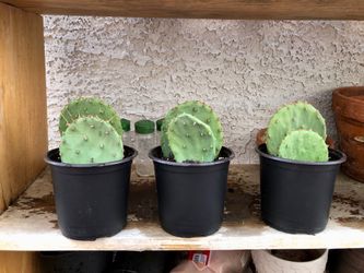 Eastern Prickly Pear Cactus Pads (Opuntia Humifusa)