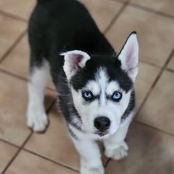 Husky Puppy