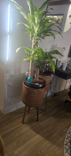 Plants for sale